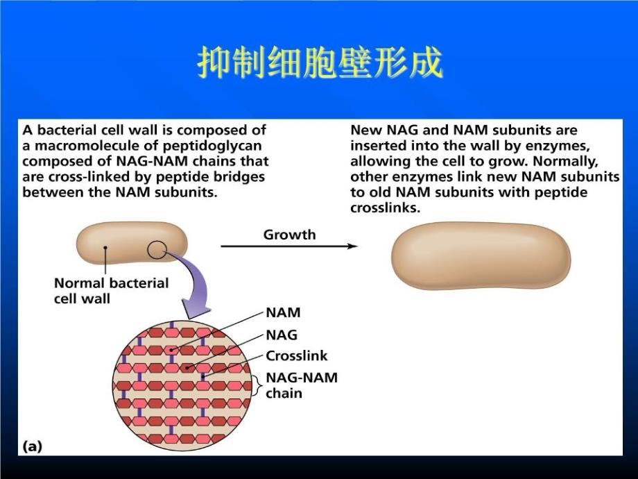 《抗生素优化管理》PPT课件.ppt_第4页