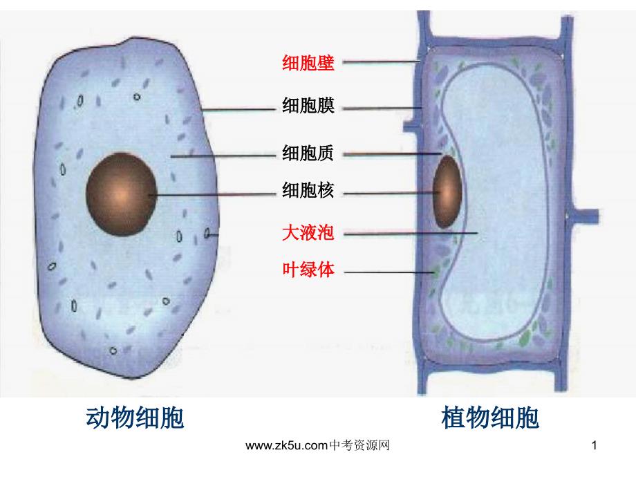 七年级科学显微镜下的各种生物1ppt课件_第1页