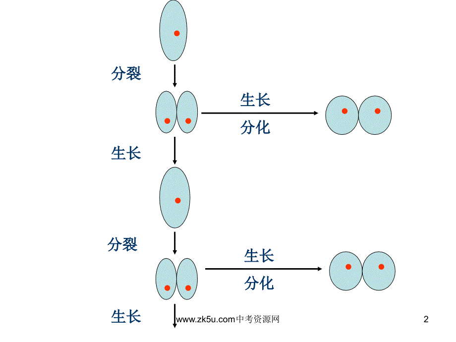 七年级科学显微镜下的各种生物1ppt课件_第2页