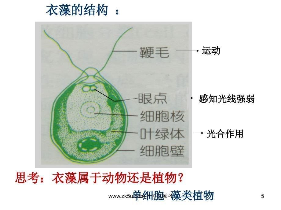 七年级科学显微镜下的各种生物1ppt课件_第5页