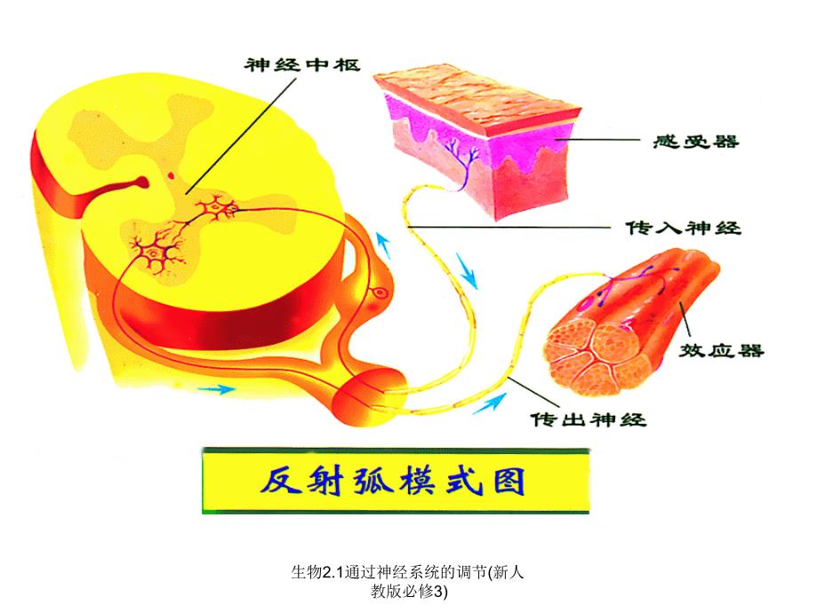 生物2.1通过神经系统的调节新人教版必修3课件_第4页