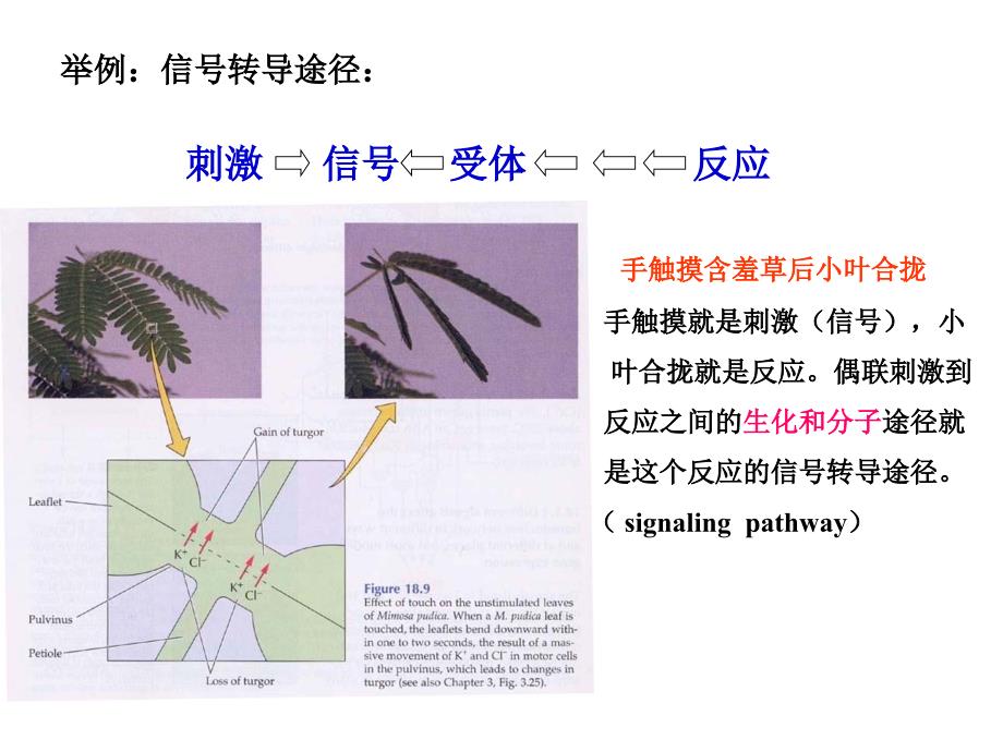 植物细胞的信号转导_第4页