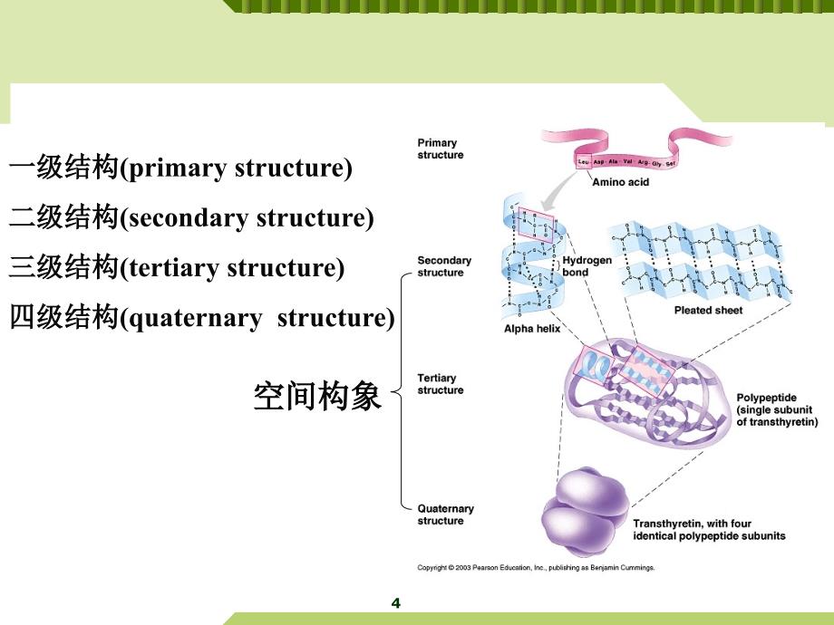 生物化学与分子生物学：第一章 蛋白质的结构与功能（二）_第4页