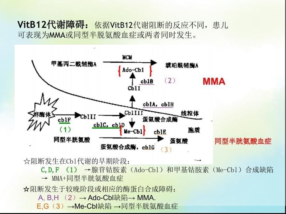 甲基丙二酸血症_第5页