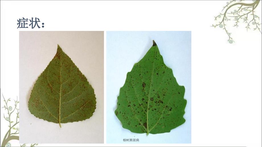 杨树黑斑病课件_第3页