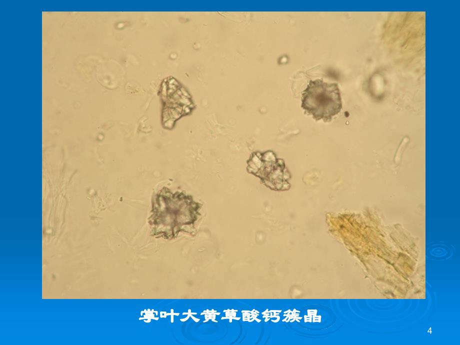 中药鉴定学粉末鉴别汇总图ppt课件_第4页