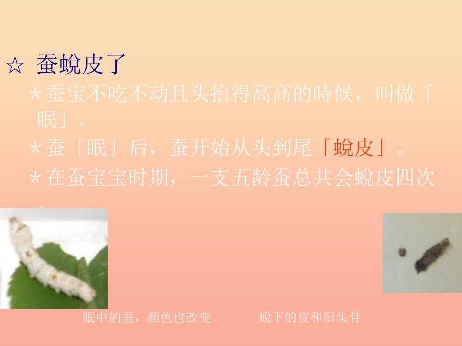 三年级科学下册 动物的生命周期 2 蚕的生长变化课件 教科版_第2页