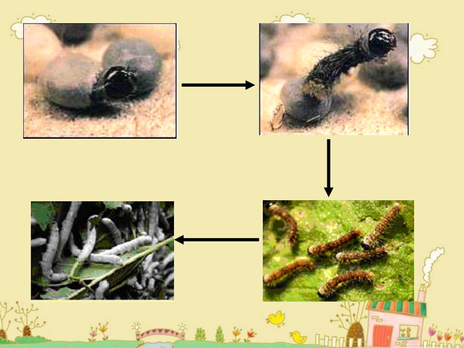 三年级科学下册 动物的生命周期 2 蚕的生长变化课件 教科版_第4页