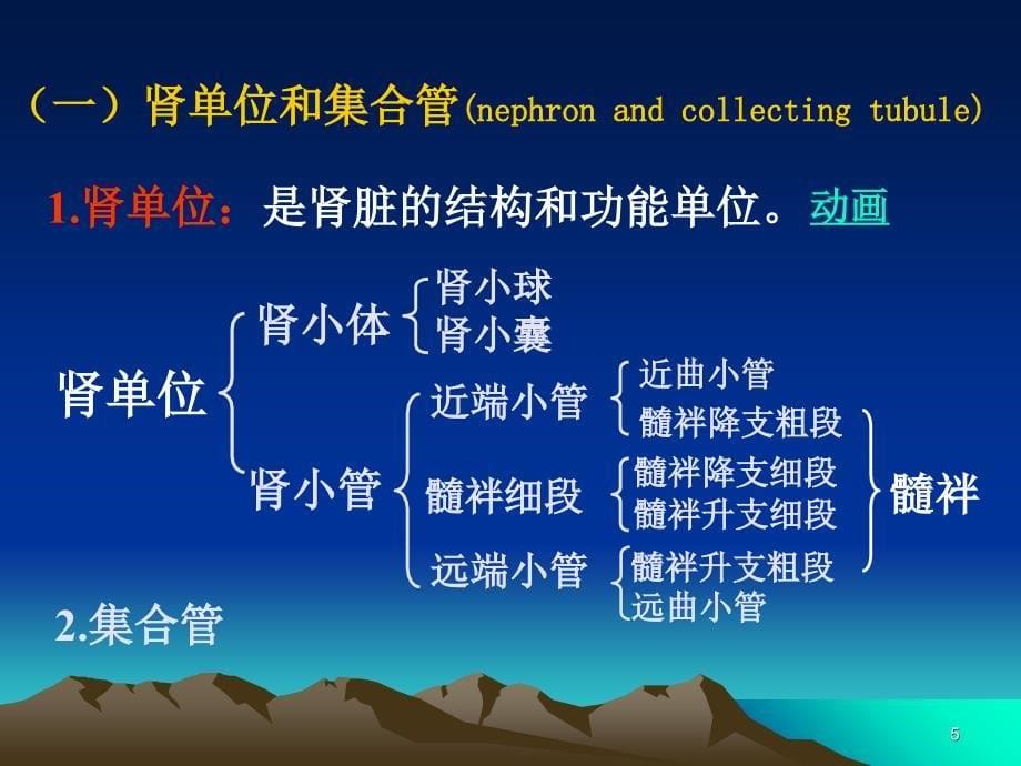 中医药大学人体解剖生理学课件JC整理第十章泌尿系统的结构与功能_第5页