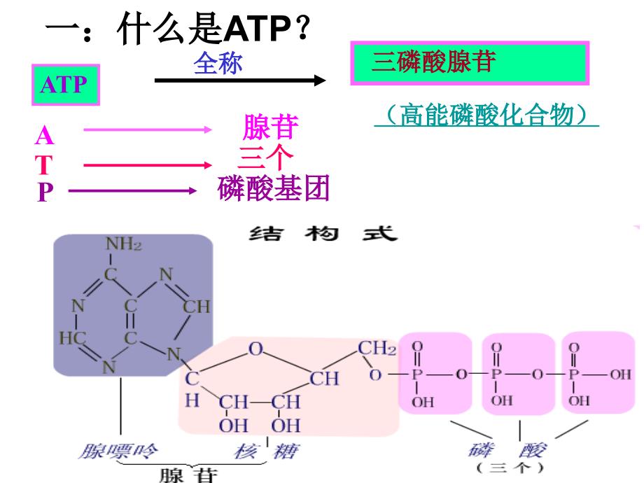 ATP与细胞呼吸一轮复习.ppt_第3页