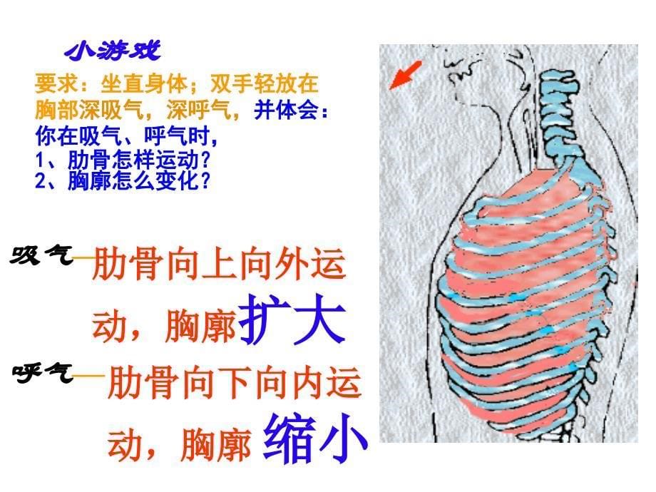 七年级生物下册 4.3.2 发生在肺内的气体交换课件 （新版）新人教版_第5页