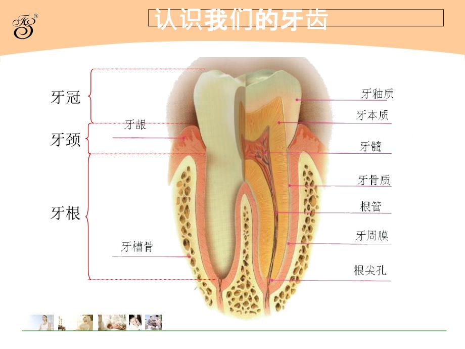 儿童口腔保健李PPT课件_第3页