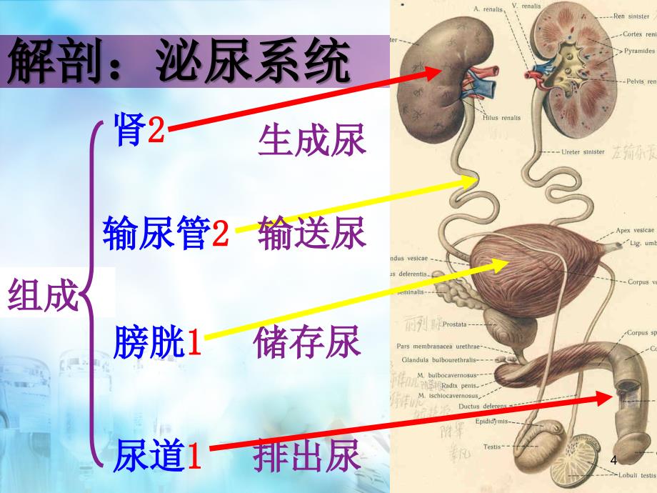 一例气压弹道碎石术的护理查房ppt课件_第4页