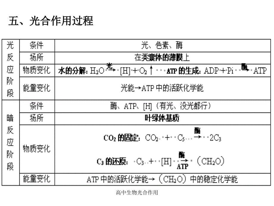 最新高中生物光合作用_第5页