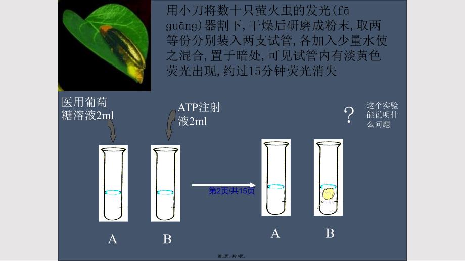 52细胞能量通货—ATP4实用教案_第2页