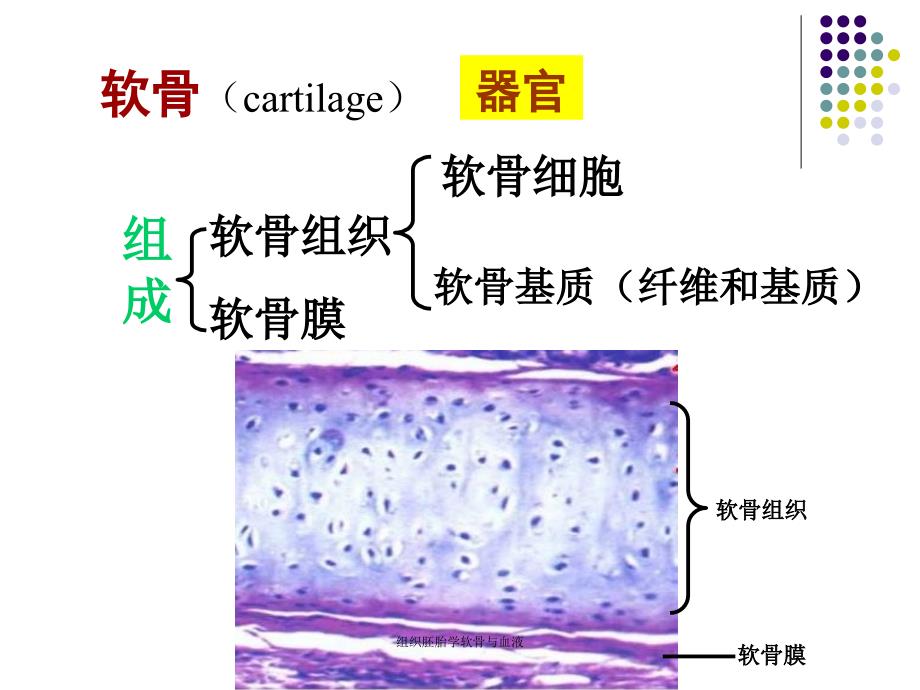 组织胚胎学软骨与血液_第4页