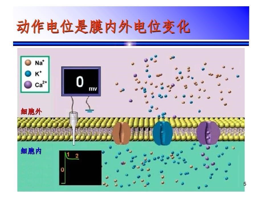 心电图的产生原理PPT课件_第5页