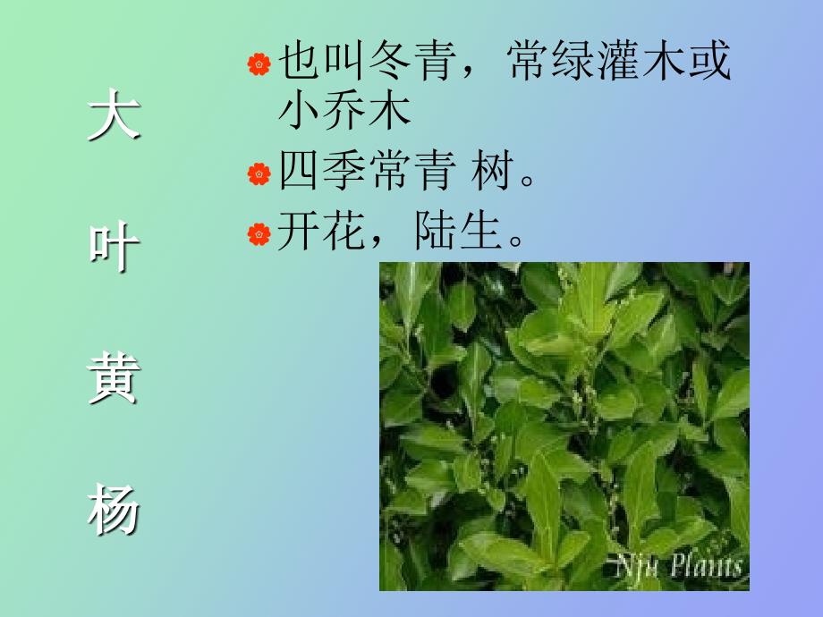 科学上册第四单元多种多样的植物_第3页