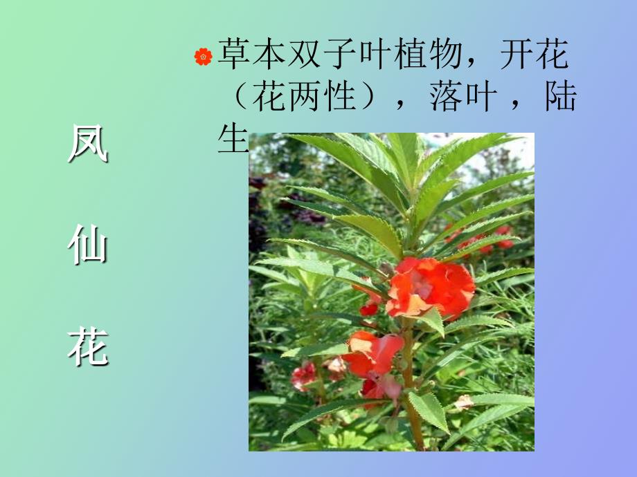 科学上册第四单元多种多样的植物_第4页