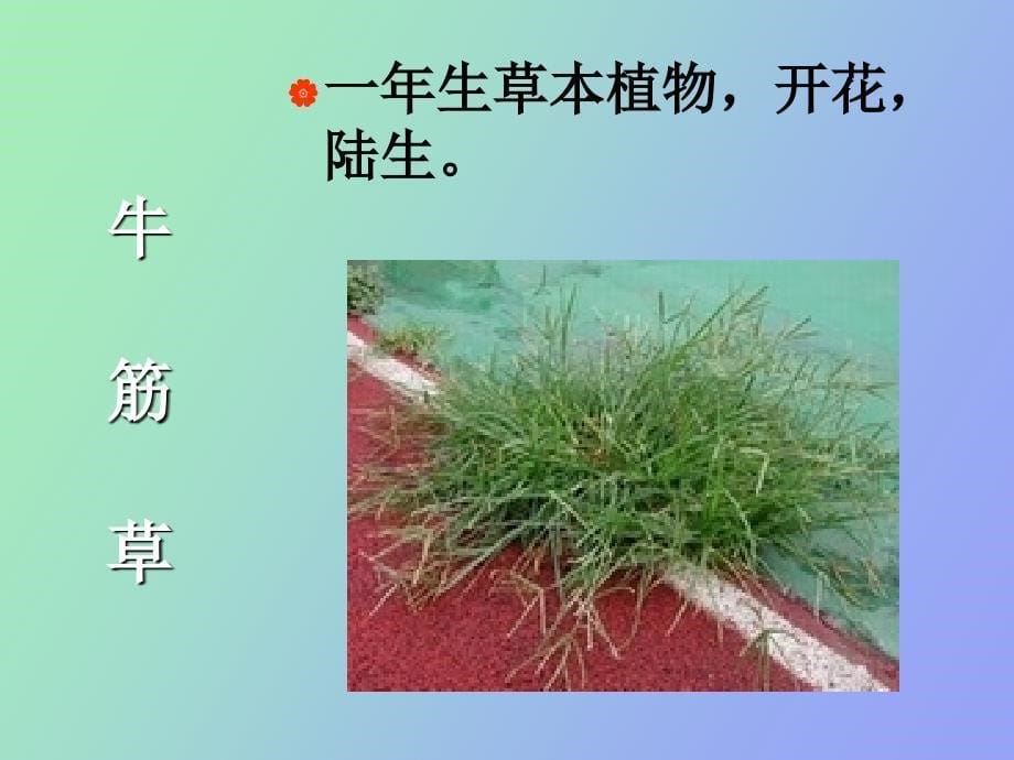 科学上册第四单元多种多样的植物_第5页