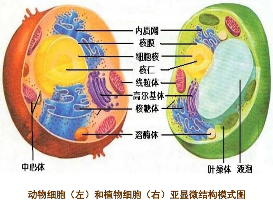 动物细胞左和植物细胞右亚显微结构模式图_第1页