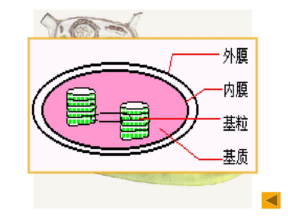 动物细胞左和植物细胞右亚显微结构模式图_第4页