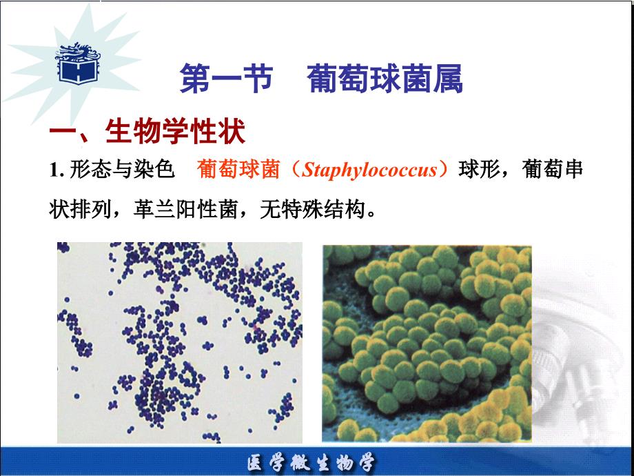 医学微生物8章_第3页