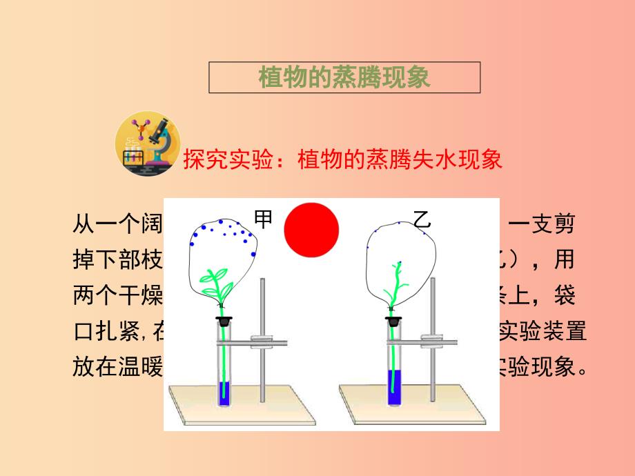 七年级生物上册 2.1.2《绿色植物的蒸腾作用》课件2 （新版）济南版.ppt_第4页