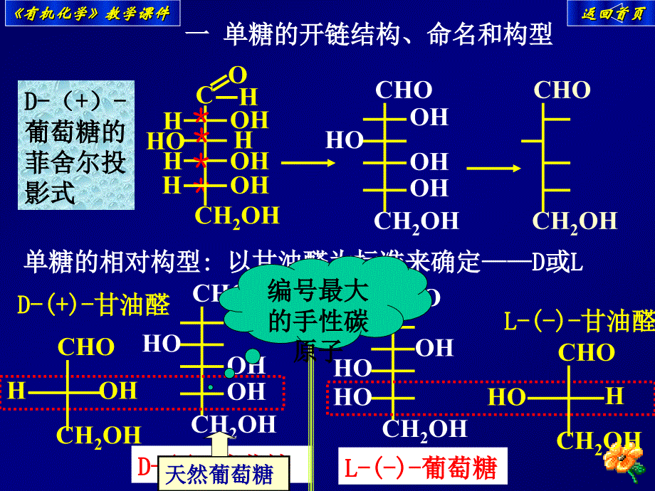 15第十五章糖类_第3页