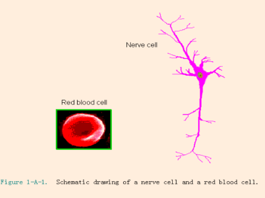 《分子生物图谱》PPT课件_第2页