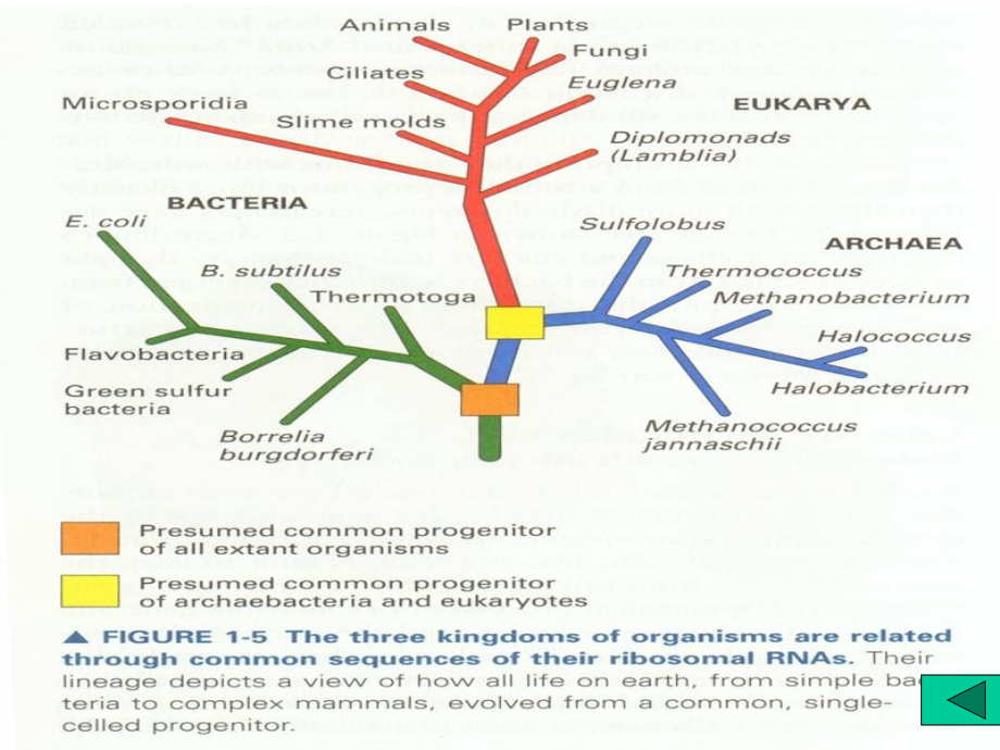 《分子生物图谱》PPT课件_第4页