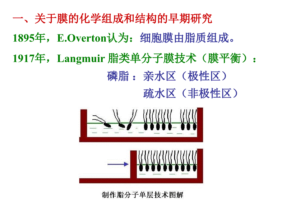 《细胞膜与物质转运》PPT课件.ppt_第2页