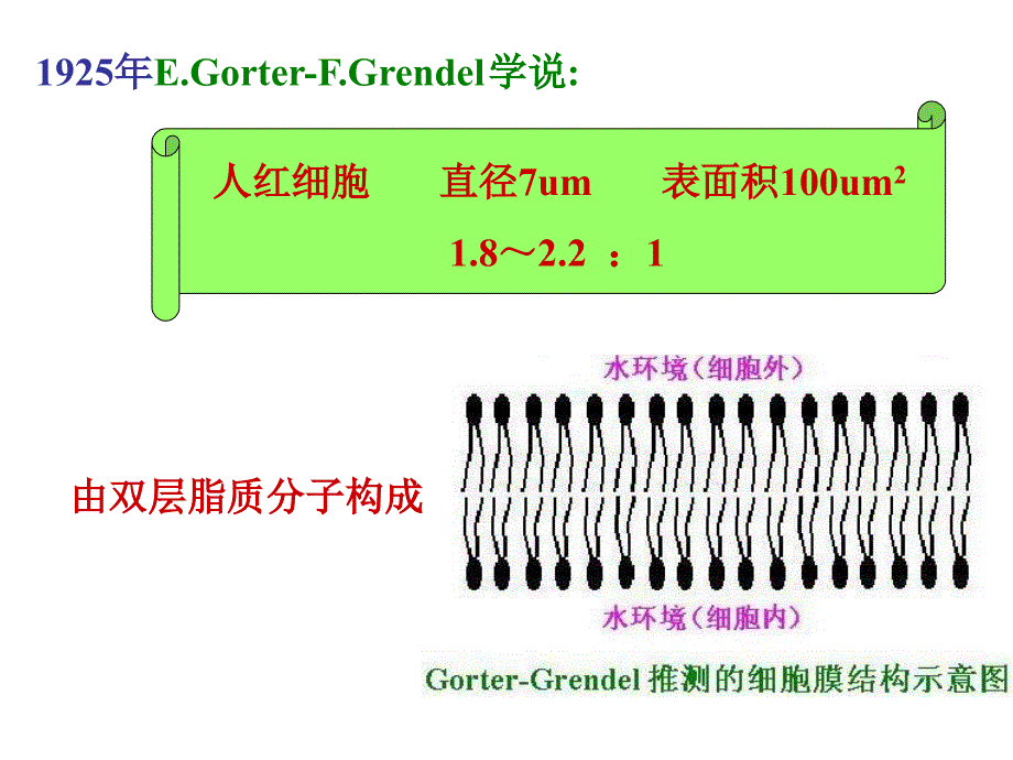 《细胞膜与物质转运》PPT课件.ppt_第3页