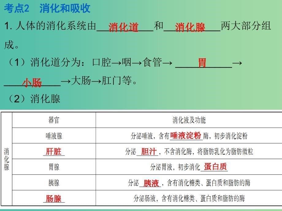 中考生物 第四单元 第二章 人体的营养复习课件.ppt_第5页