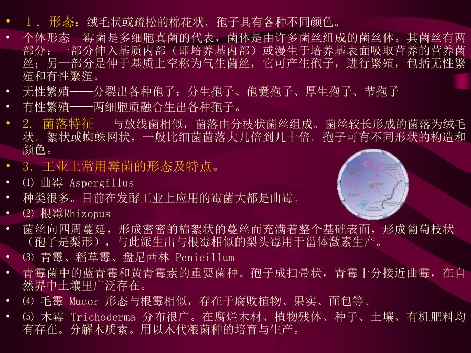 真核细胞型微生物文档资料_第1页