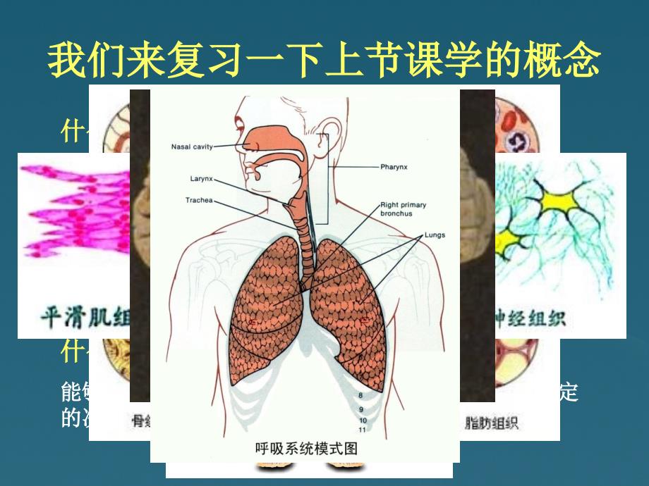 初一生物《植物体的结构层次》课件_第1页