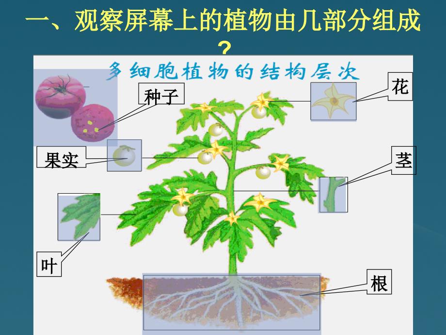 初一生物《植物体的结构层次》课件_第3页