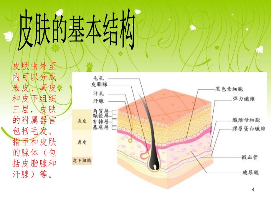 皮肤结构PPT精选文档_第4页