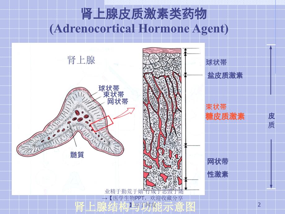 内分泌系统药理学.ppt_第2页