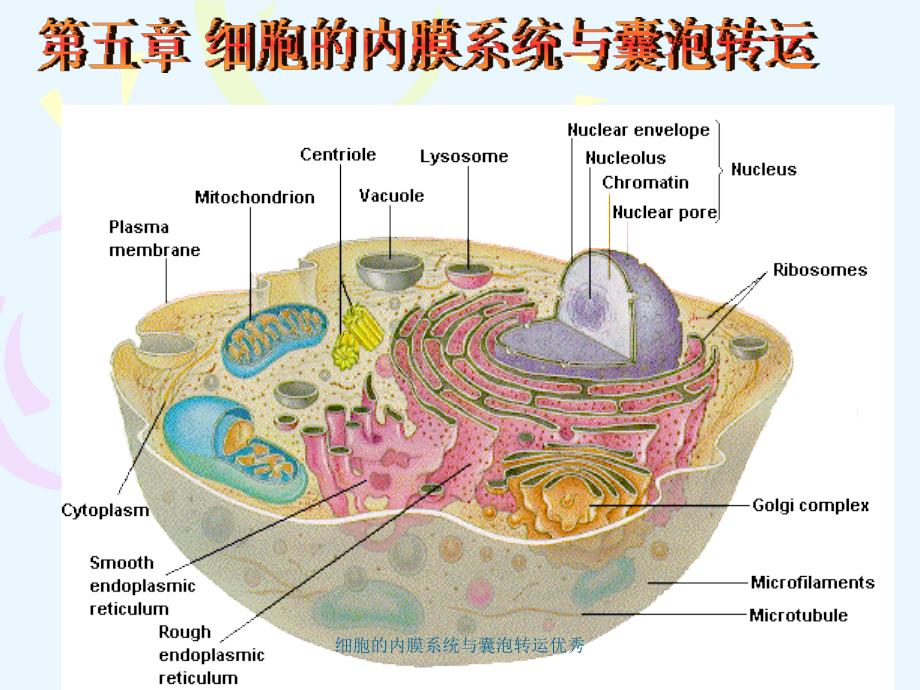 细胞的内膜系统与囊泡转运课件_第1页