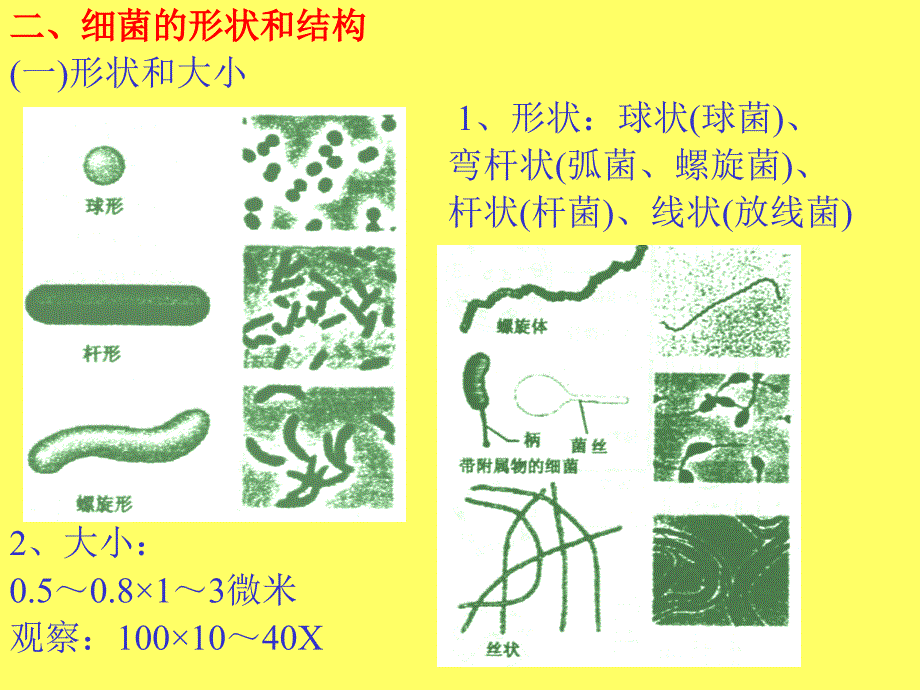 第五章植物病原原核生物_第4页