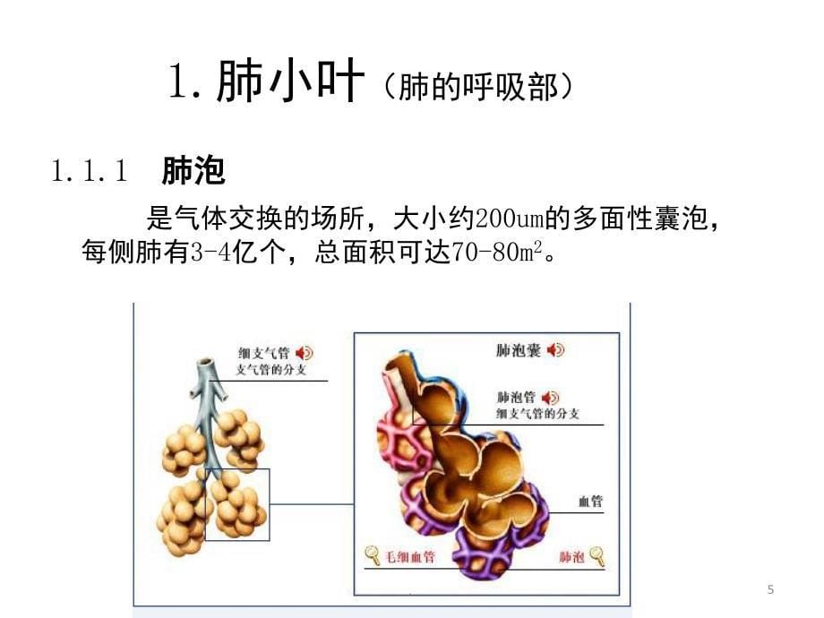 肺小叶HRCT表现课堂PPT_第5页