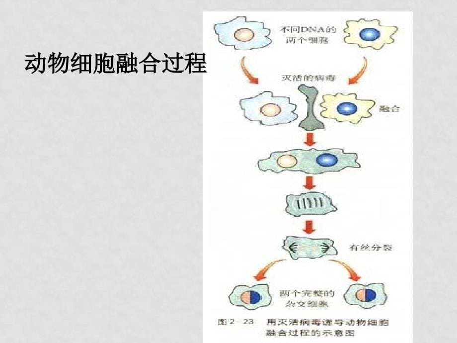 2.2.2 动物细胞融合与单克隆抗体侍_第5页