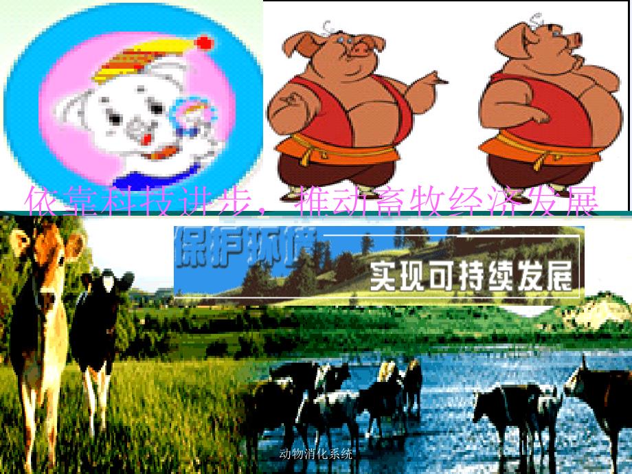 最新动物消化系统_第1页