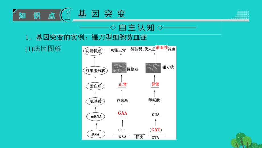 高中生物第4章遗传的分子基础第4节基因突变和基因重组课件苏教版必修_第3页