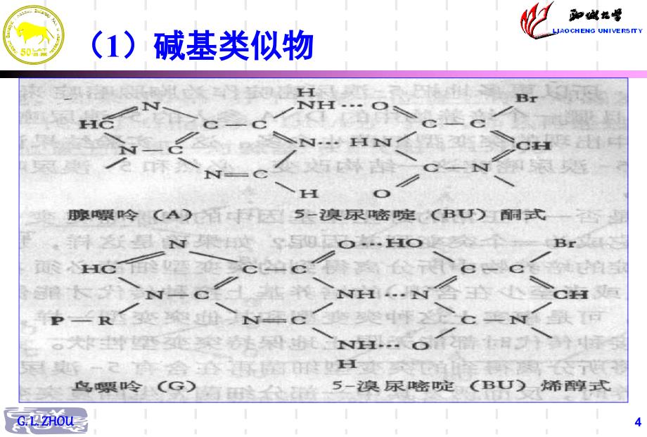 基因重组hollidaY课件_第4页