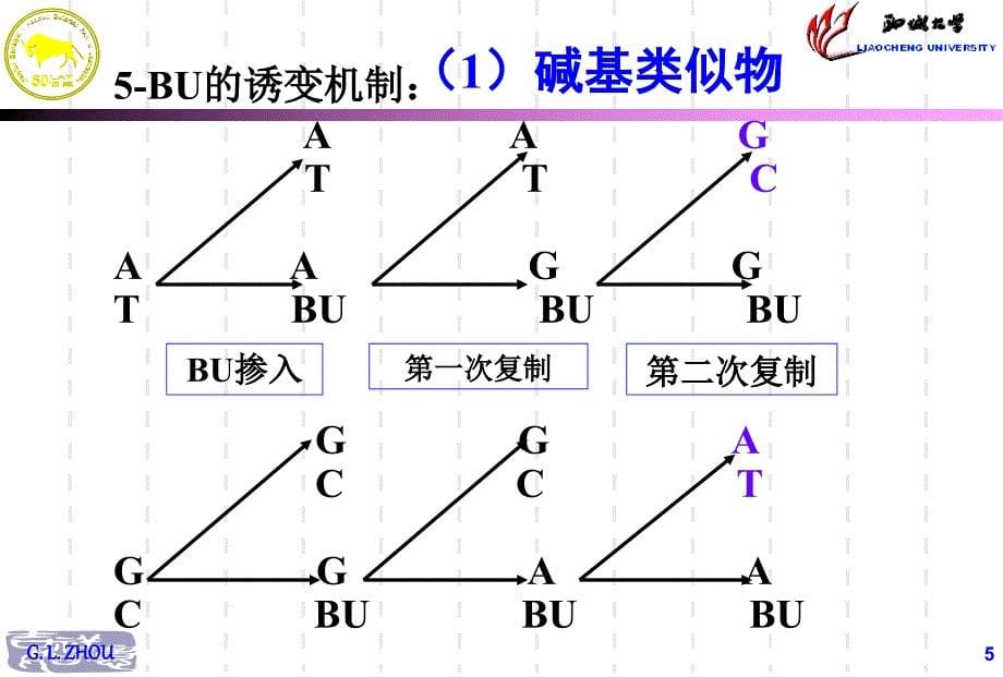 基因重组hollidaY课件_第5页