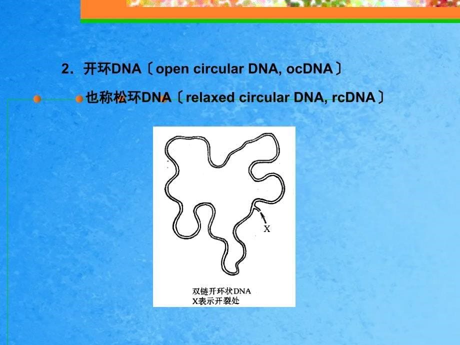 DNA的三级结构ppt课件_第5页