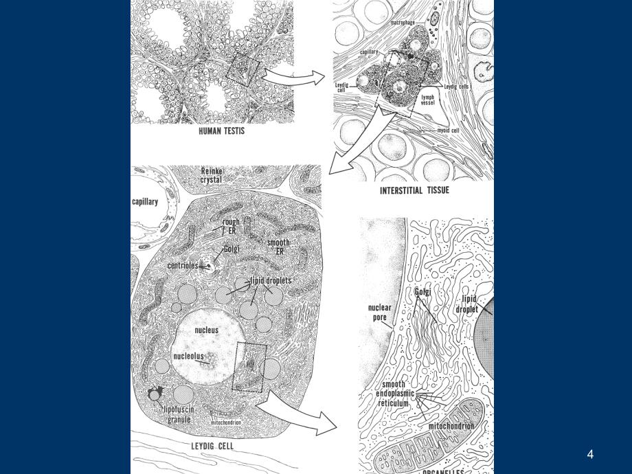 男性不育症(male infertility)_第4页