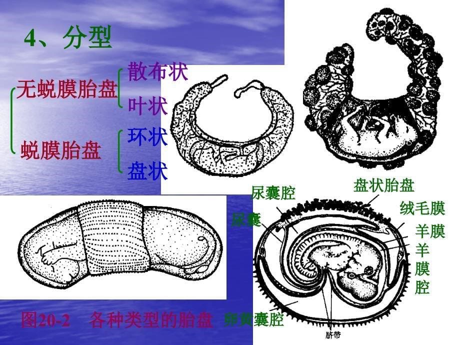 哺乳纲形态课件_第5页